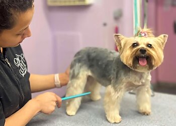 Houston Pet Grooming The Dog House Pet Salon