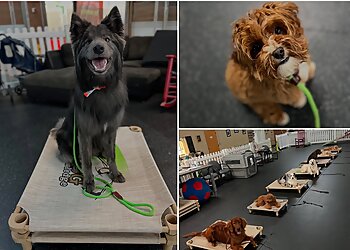 Charlotte Dog Training The Dog Knowledge