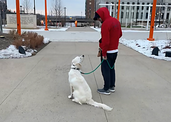 The DogPa K9 Training - Omaha, NE Dog Training - Work Image