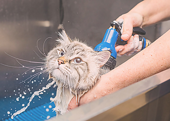 Fort Collins Pet Grooming The Dog Pawlour
