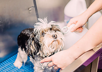 Fort Collins Pet Grooming The Dog Pawlour