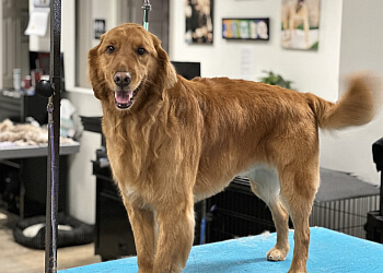 3 Best Pet Grooming in Charlotte, NC - Expert Recommendations