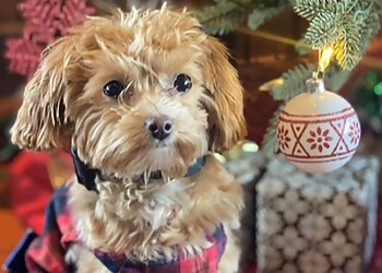 New Orleans Dog Training The Dog School Of New Orleans