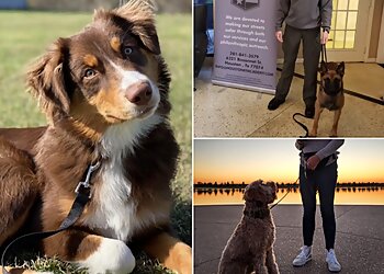 New Orleans Dog Training The Dog School Of New Orleans