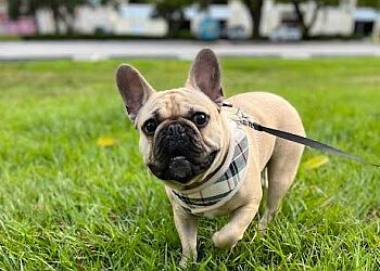 Fort Lauderdale Dog Walkers The Dog Walker FL