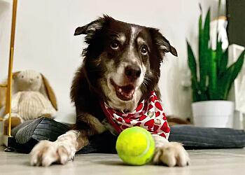 Fort Lauderdale Dog Walkers The Dog Walker FL