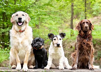 Charlotte Dog Training The Dog Wizard Charlotte