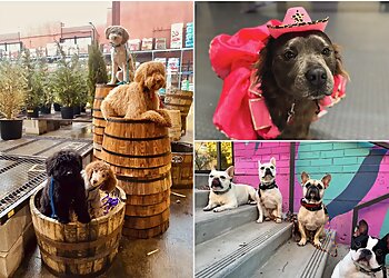 Charlotte Dog Training The Dog Wizard Charlotte