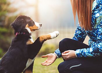 Washington Dog Training The Dog Wizard Georgetown