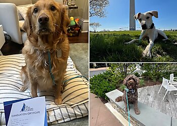 Washington Dog Training The Dog Wizard Georgetown