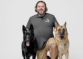 Cleveland Dog Walkers The Doggie Concierge