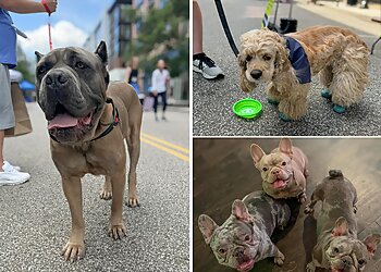 Cleveland Dog Walkers The Doggie Concierge