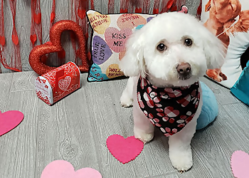 Kent Pet Grooming The Doggy Laundry LLC