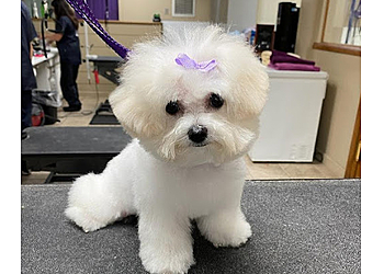 Lansing Pet Grooming The Elegant Pooch