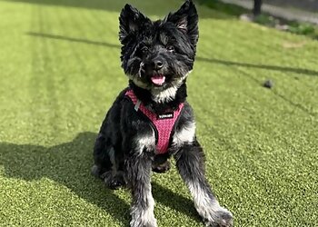 Newark Dog Walkers The Furry Best Pet Care