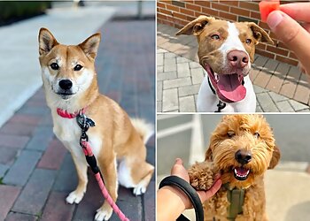 Newark Dog Walkers The Furry Best Pet Care