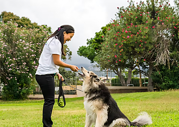 The Furry Ohana, LLC - Honolulu, HI Dog Walkers - Professional Highlights