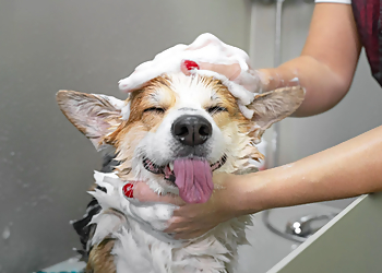 Rancho Cucamonga Pet Grooming The Good Dog