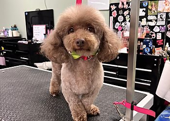 Lowell Pet Grooming The Grooming Emporium