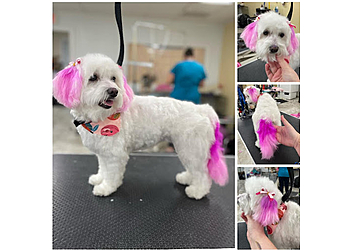 Lowell Pet Grooming The Grooming Emporium