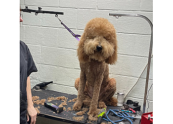 Mesquite Pet Grooming The Grooming House