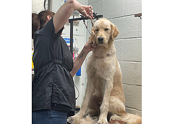 Mesquite Pet Grooming The Grooming House