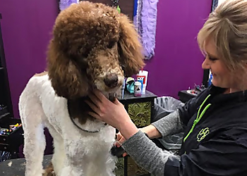 Wichita Pet Grooming The Hairy Sofa Pet Grooming Boutique