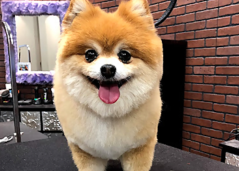 Wichita Pet Grooming The Hairy Sofa Pet Grooming Boutique