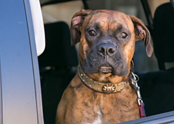 Newark Dog Walkers The Kearny Dog Walker