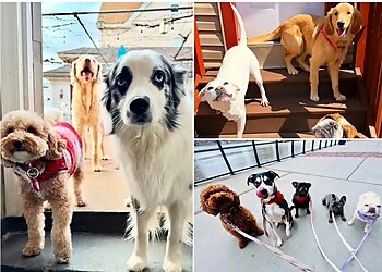 Newark Dog Walkers The Kearny Dog Walker