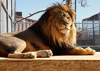 Henderson Places To See The Lion Habitat Ranch