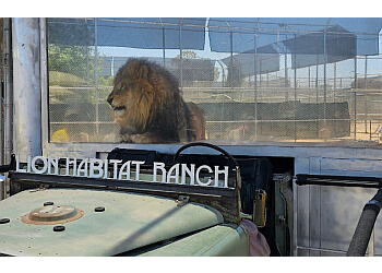 The Lion Habitat Ranch Henderson Places To See