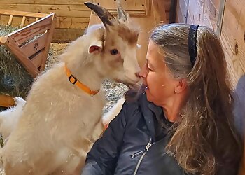 Boston Veterinary Clinics Angell Animal Medical Center Boston