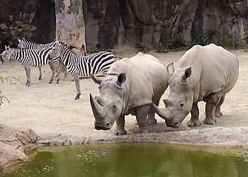 Baltimore Places To See The Maryland Zoo