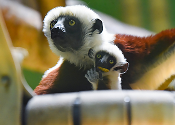 Baltimore Places To See The Maryland Zoo