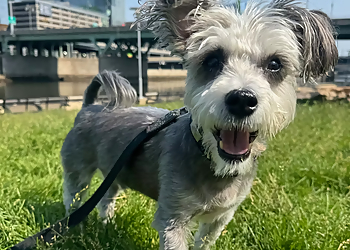The Monster Minders - Philadelphia, PA Dog Walkers - Service Highlights