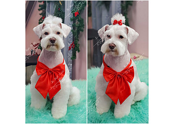 The Mutt Puddle - McKinney, TX Pet Grooming - Service Image