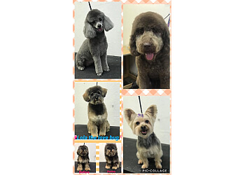 Great Dog Grooming Anchorage of all time Check it out now 