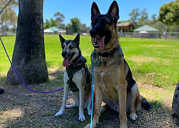 San Diego Dog Training The Noble Dogs
