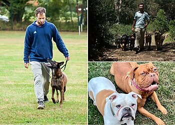 San Diego Dog Training The Noble Dogs