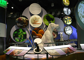 Raleigh Places To See The North Carolina Museum of Natural Sciences