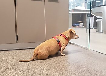 Fort Worth Veterinary Clinics The PARC