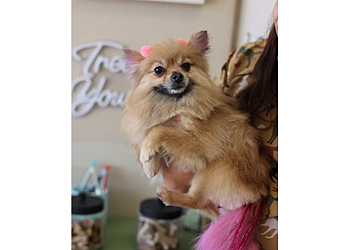 Oklahoma City Pet Grooming The Paw Spa