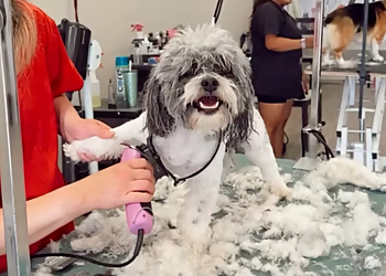 Oklahoma City Pet Grooming The Paw Spa