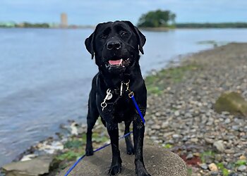 Boston Dog Training The Pawsitive Dog