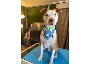 The Pawsmetologist LLC - West Valley City, UT Pet Grooming - Service Highlights