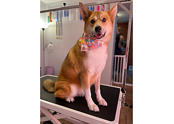 The Pawsmetologist LLC - West Valley City, UT Pet Grooming - On-Site Service Image