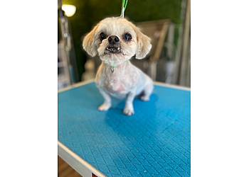 The Pawsmetologist LLC The Pawsmetologist LLC - West Valley City, UT Pet Grooming - Service Image