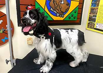 Miramar Pet Grooming The Pet Club