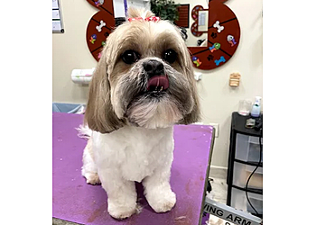 Miramar Pet Grooming The Pet Club